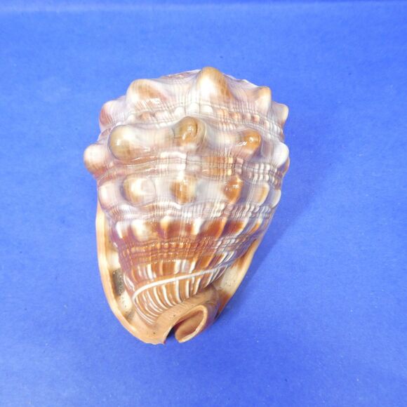 Cassis Cypraecassis Rufa African Bullmouth Helmet Conch Shell Seashell 4" 269g - Picture 4 of 11